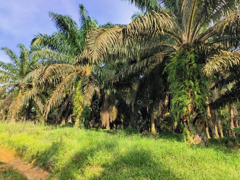 Agricultural Land for Sale in Kulai (Johor) - Yaoyao Property - Exterior - PropertyGuru.com.my