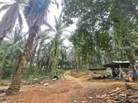 For Sale - Ulu Selangor 【 107 Acres with Stream , 地里水源与小溪 】