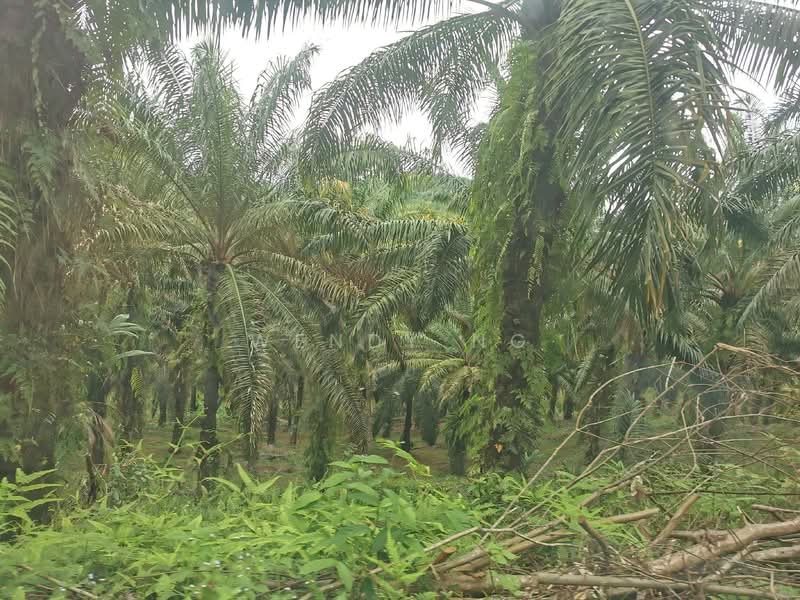 Untuk Dijual - Ulu Selangor 【 107 Acres with Stream , 地里水源与小溪 】