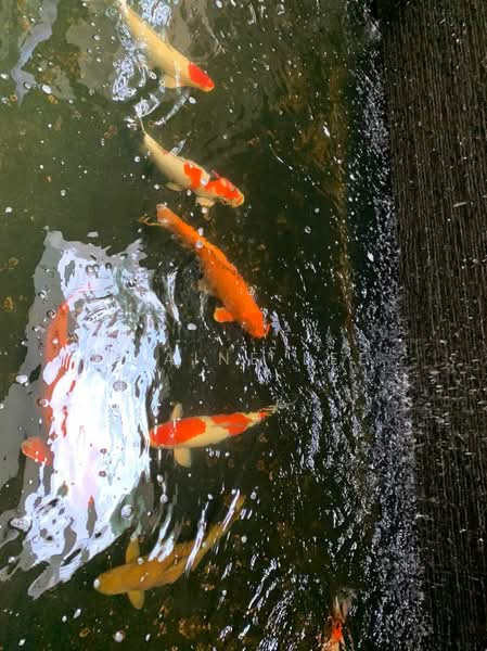 Bungalow for Sale in Mont Kiara (Kuala Lumpur) - Elaine Lee - iT IS A KOI POND - PropertyGuru.com.my
