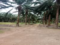 For Sale - Agricultural Land for Sale in Paloh, Johor