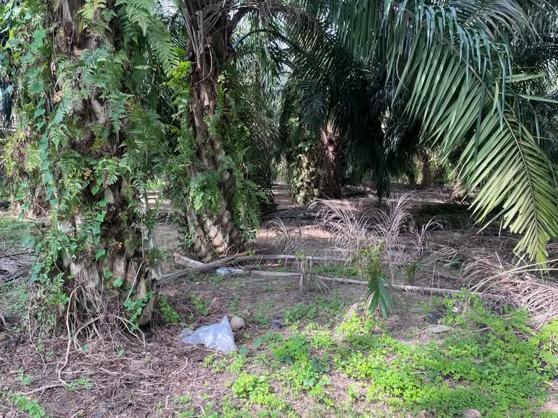 Tanah Pertanian untuk Dijual di Nyalas (Melaka) - May . - Exterior - PropertyGuru.com.my