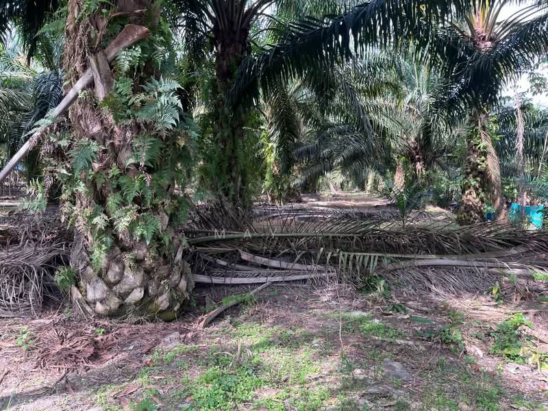 Tanah Pertanian untuk Dijual di Nyalas (Melaka) - May . - Exterior - PropertyGuru.com.my