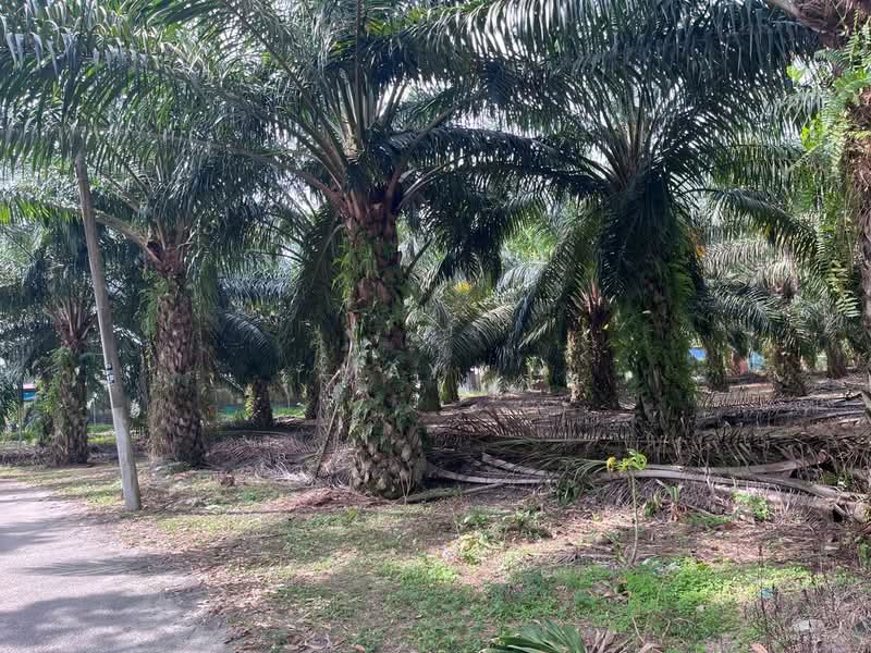 Tanah Pertanian untuk Dijual di Nyalas (Melaka) - May . - Exterior - PropertyGuru.com.my