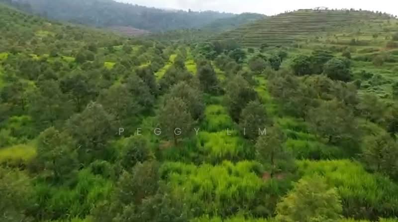 Agricultural Land for Sale in Bentong (Pahang) - Peggy Lim - Garden - PropertyGuru.com.my