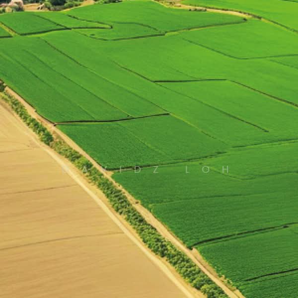 Agricultural Land for Sale in Simpang Ampat (Penang) - Davidz Loh - Exterior - PropertyGuru.com.my