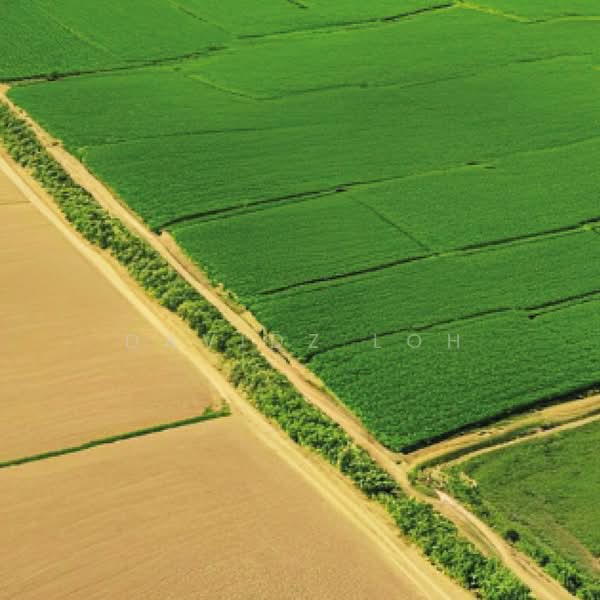 Agricultural Land for Sale in Simpang Ampat (Penang) - Davidz Loh - PropertyGuru.com.my