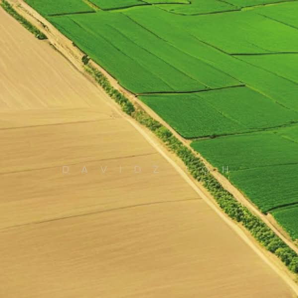 Agricultural Land for Sale in Simpang Ampat (Penang) - Davidz Loh - PropertyGuru.com.my