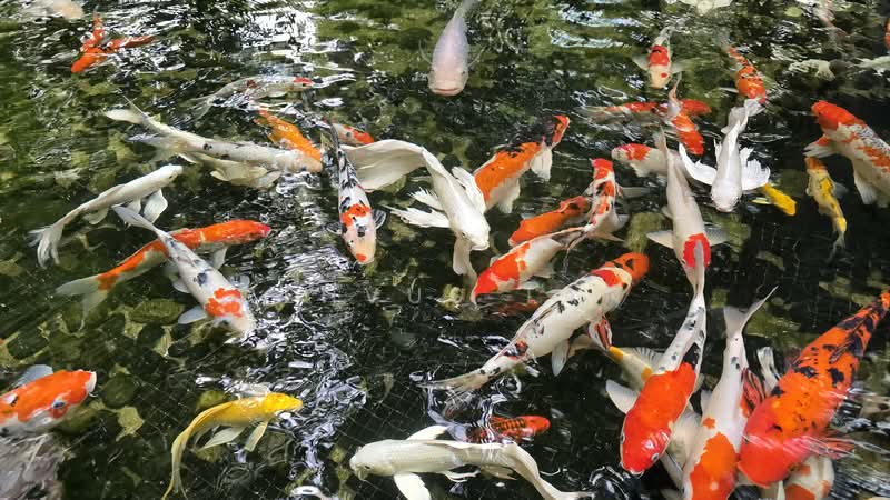 Condominium for Rent at Hampshire Residences - Rehvus Tan - PropertyGuru.com.my