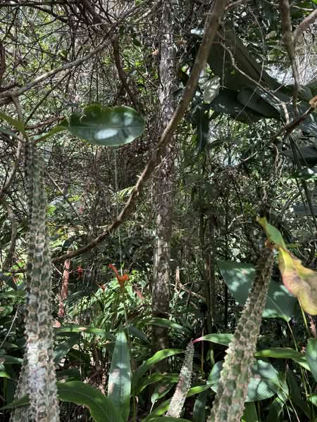 Agricultural Land for Sale in Kuching (Sarawak) - David Ling - Exterior - PropertyGuru.com.my