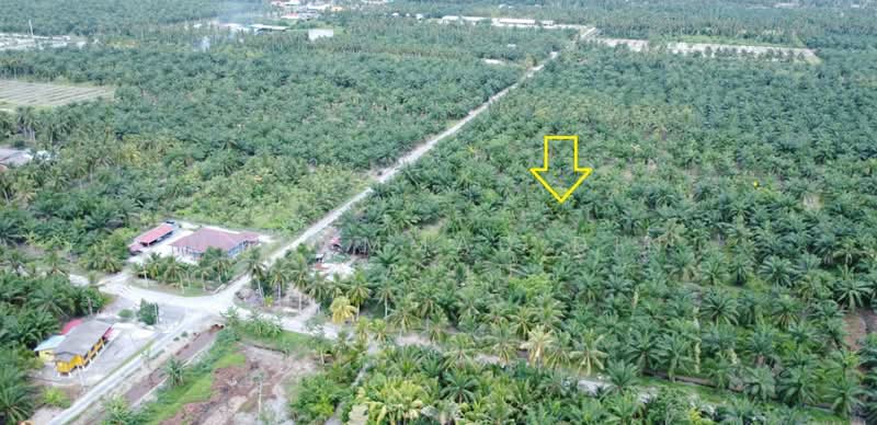 Agricultural Land for Sale in Tanjung Karang (Selangor) - Mohammad Din Majid - PropertyGuru.com.my