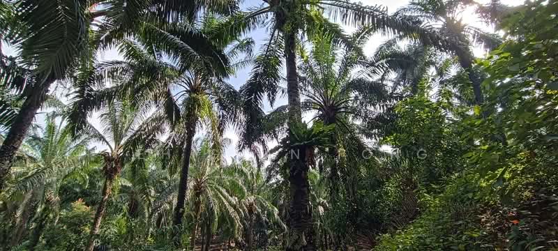 Agricultural Land for Sale in Kuala Kangsar (Perak) - Teh Guan Fong - Exterior - PropertyGuru.com.my