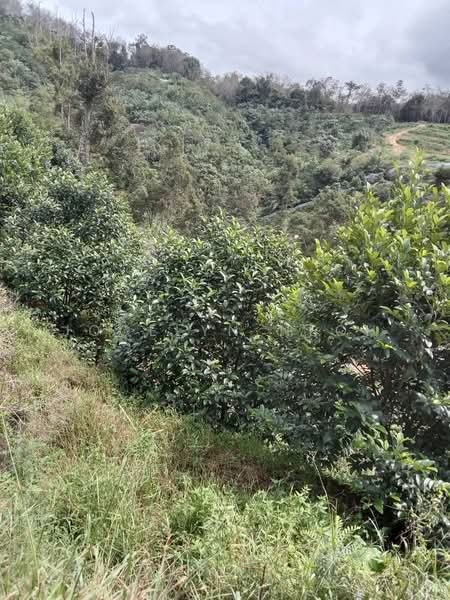 Junjong Durian Land Kulim Kedah untuk Untuk Dijual - RM 4,700,000, Apr 2026 - Exterior - PropertyGuru.com.my