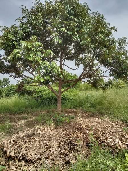 Junjong Durian Land Kulim Kedah untuk Untuk Dijual - RM 4,700,000, Apr 2026 - Garden - PropertyGuru.com.my