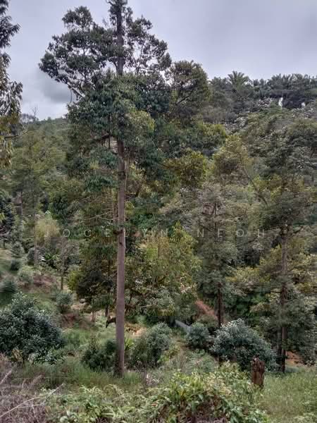 Junjong Durian Land Kulim Kedah untuk Untuk Dijual - RM 4,700,000, Apr 2026 - Exterior - PropertyGuru.com.my