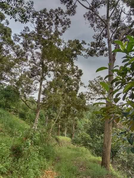 Junjong Durian Land Kulim Kedah untuk Untuk Dijual - RM 4,700,000, Apr 2026 - Exterior - PropertyGuru.com.my