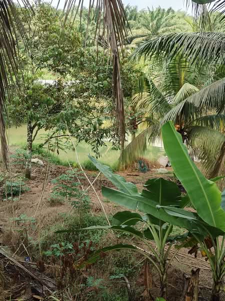 Agricultural Land for Sale in Kampung Plentong (Masai) - Eve Hui - PropertyGuru.com.my