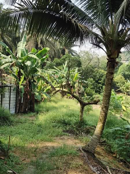 Agricultural Land for Sale in Kampung Plentong (Masai) - Eve Hui - PropertyGuru.com.my