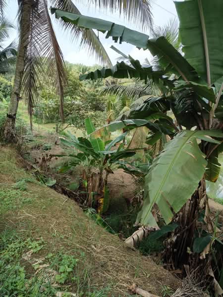 Agricultural Land for Sale in Kampung Plentong (Masai) - Eve Hui - PropertyGuru.com.my
