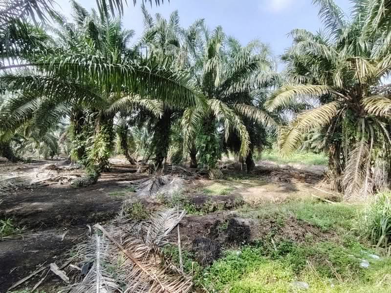 Agricultural Land for Sale in Kampung Plentong (Masai) - Eve Hui - PropertyGuru.com.my