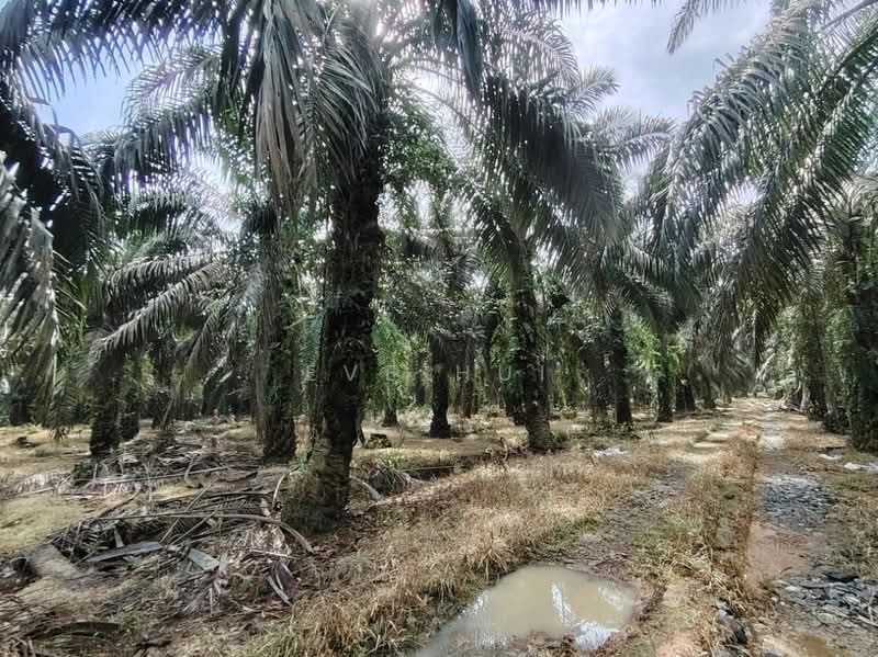 Agricultural Land for Sale in Kampung Plentong (Masai) - Eve Hui - PropertyGuru.com.my