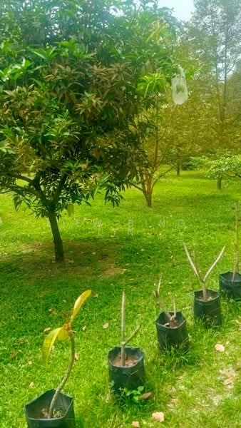 Hulu Selangor Sungai Keliang Bungalow land untuk Untuk Dijual - RM 1,700,000, Mac 2026 - Garden - PropertyGuru.com.my