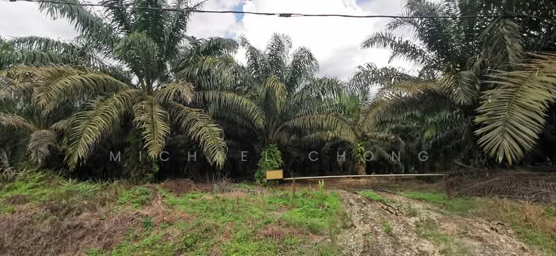 Tanah Perindustrian untuk Dijual di Pekan Nenas (Johor) - Michael Chong - Exterior - PropertyGuru.com.my