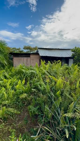 Agricultural Land for Sale in Pontian (Johor) - Joreen Lee - PropertyGuru.com.my