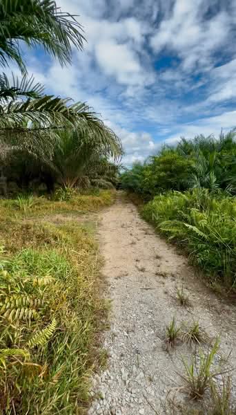 Agricultural Land for Sale in Pontian (Johor) - Joreen Lee - PropertyGuru.com.my