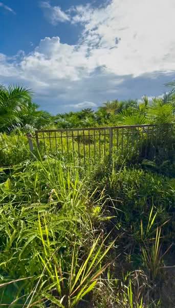 Agricultural Land for Sale in Pontian (Johor) - Joreen Lee - PropertyGuru.com.my