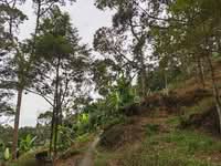 For Sale - 53.13 acres Durian Farm | Agricultural Land | Teluk Kumbar | Penang Rm16psf