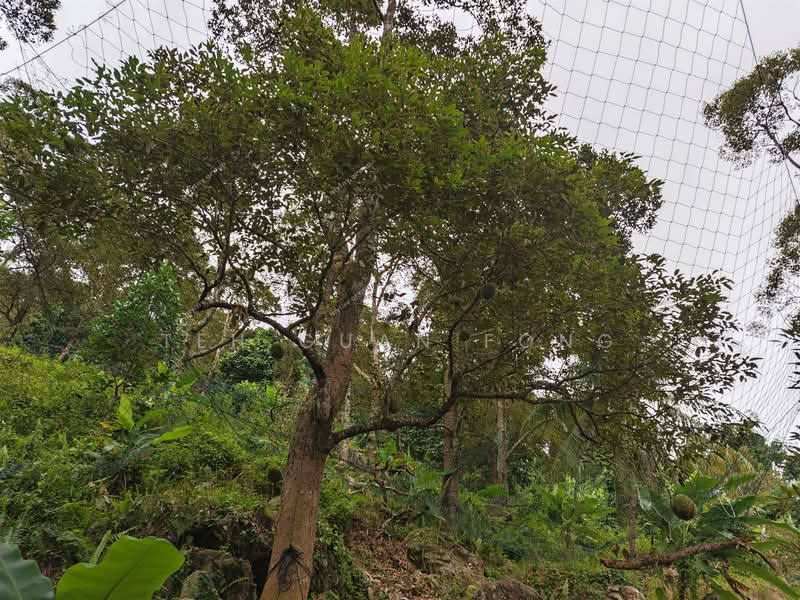 Agricultural Land for Sale in Telok Kumbar (Penang) - Teh Guan Fong - Garden - PropertyGuru.com.my