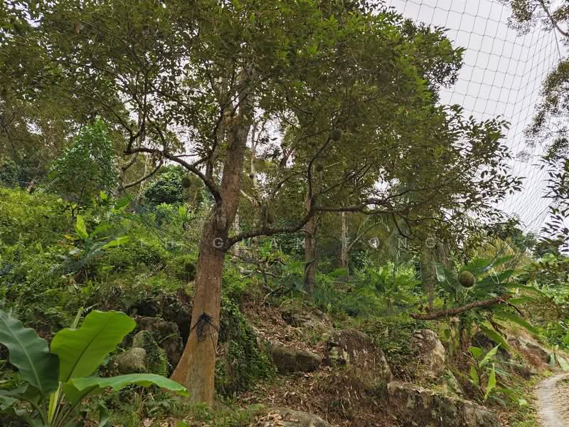 Agricultural Land for Sale in Telok Kumbar (Penang) - Teh Guan Fong - Exterior - PropertyGuru.com.my