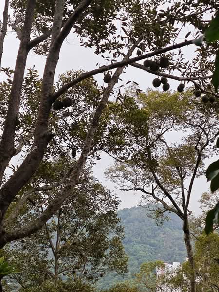 Agricultural Land for Sale in Telok Kumbar (Penang) - Teh Guan Fong - Exterior - PropertyGuru.com.my