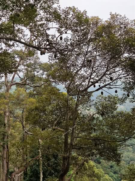 Agricultural Land for Sale in Telok Kumbar (Penang) - Teh Guan Fong - Exterior - PropertyGuru.com.my