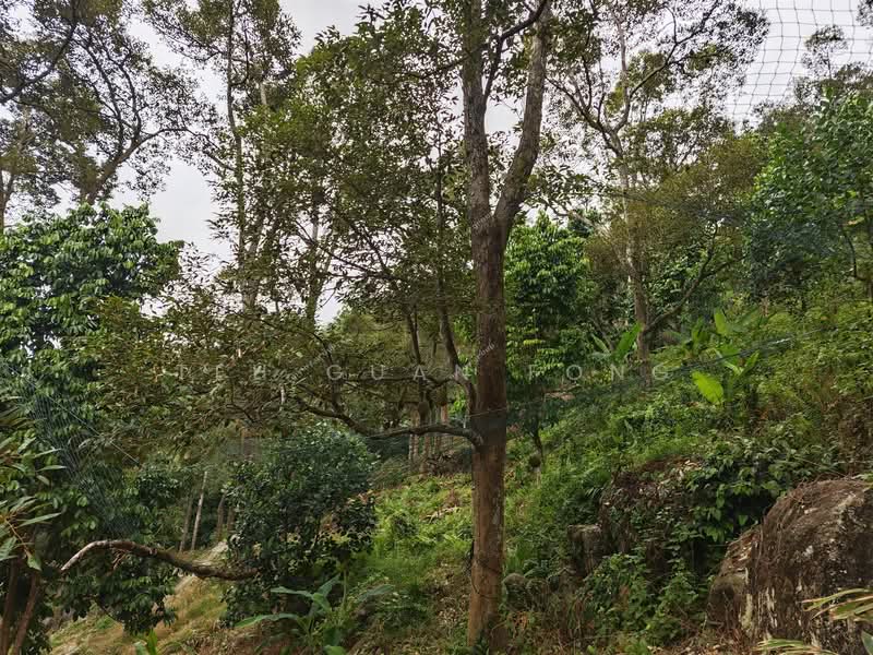 Agricultural Land for Sale in Telok Kumbar (Penang) - Teh Guan Fong - Exterior - PropertyGuru.com.my
