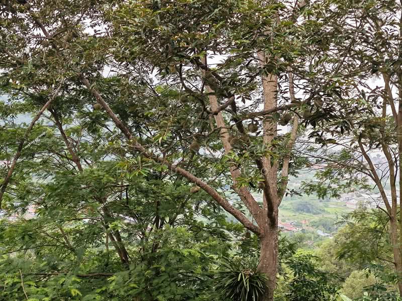 Agricultural Land for Sale in Telok Kumbar (Penang) - Teh Guan Fong - Exterior - PropertyGuru.com.my