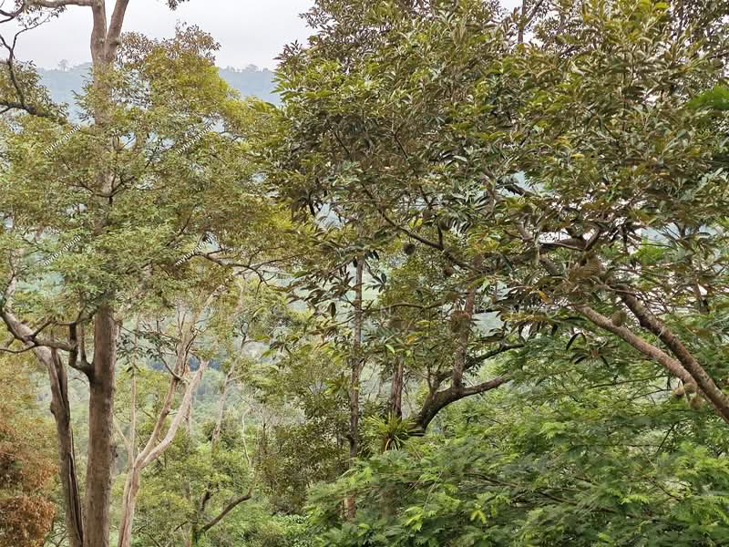 Agricultural Land for Sale in Telok Kumbar (Penang) - Teh Guan Fong - Exterior - PropertyGuru.com.my