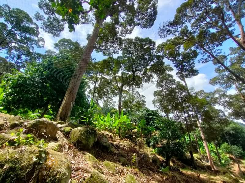 Agricultural Land for Sale in Telok Kumbar (Penang) - Teh Guan Fong - Garden - PropertyGuru.com.my