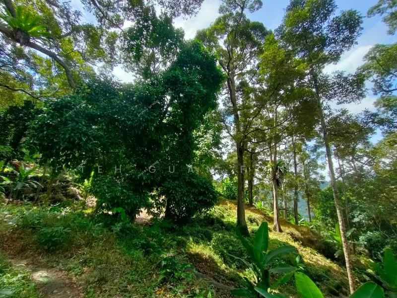Agricultural Land for Sale in Telok Kumbar (Penang) - Teh Guan Fong - Garden - PropertyGuru.com.my