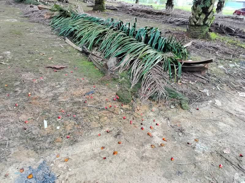 Gelang Patah Residential Zoning untuk Untuk Dijual - RM 8,289,715, Mac 2026 - PropertyGuru.com.my