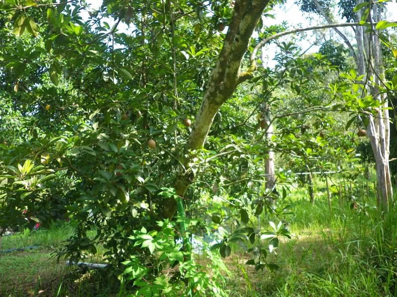 Agricultural Land for Sale in Kampung Pasir Putih (Kalumpang) - Jim Lee - Garden - PropertyGuru.com.my