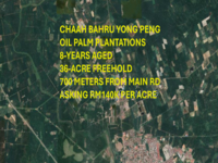 For Sale - YONG PENG 36-ACRE OIL PALM PLANTATION FOR SALES