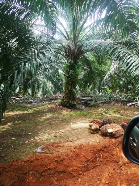 Agricultural Land for Sale in Chaah (Johor) - K S Ong - Exterior - PropertyGuru.com.my