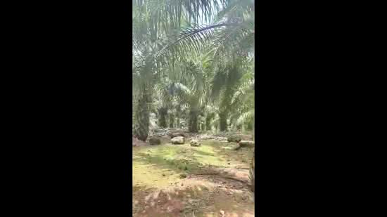 Agricultural Land for Sale in Yong Peng (Johor) - K S Ong - PropertyGuru.com.my