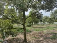 For Sale - 7.5 Acres Durian Farm