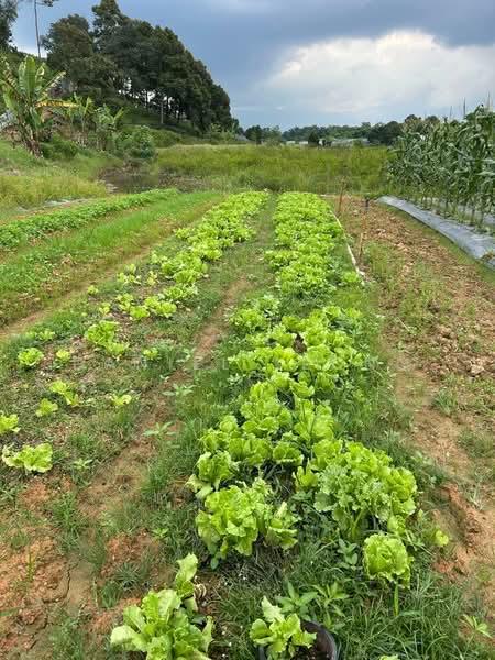 Agricultural Land for Sale in Serendah (Rawang) - Daniel Leong - Garden - PropertyGuru.com.my