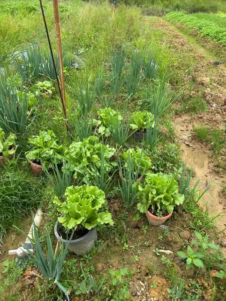 Agricultural Land for Sale in Serendah (Rawang) - Daniel Leong - Garden - PropertyGuru.com.my