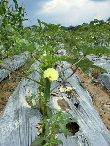 Agricultural Land for Sale in Serendah (Rawang) - Daniel Leong - Garden - PropertyGuru.com.my
