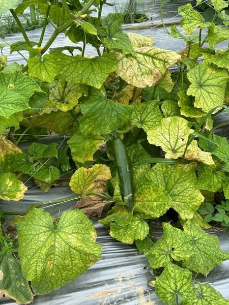 Agricultural Land for Sale in Serendah (Rawang) - Daniel Leong - Garden - PropertyGuru.com.my